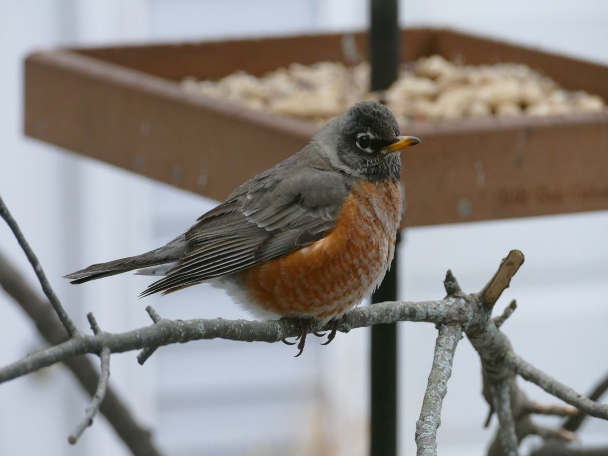 Wild Birds Unlimited