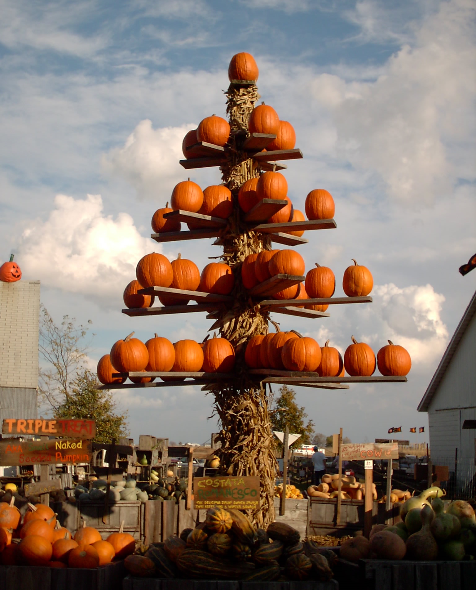 Pumpkins from The Great Pumpkin Patch in Arthur.