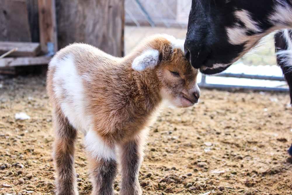 Baby goat at Prairie Fruits Farm & Creamery in Champaign.