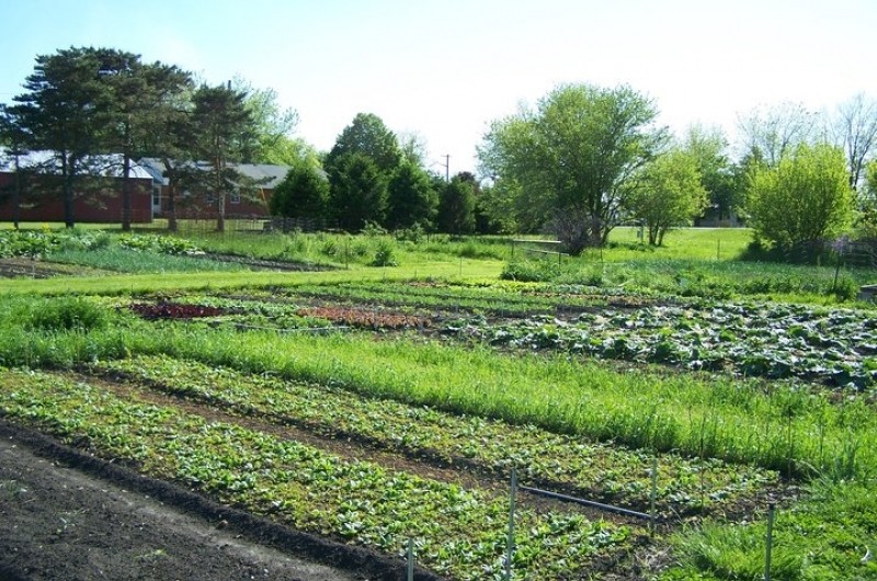 Brackett Farm