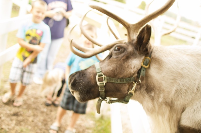 Reindeer at Hardy's Reindeer Ranch in Rantoul.