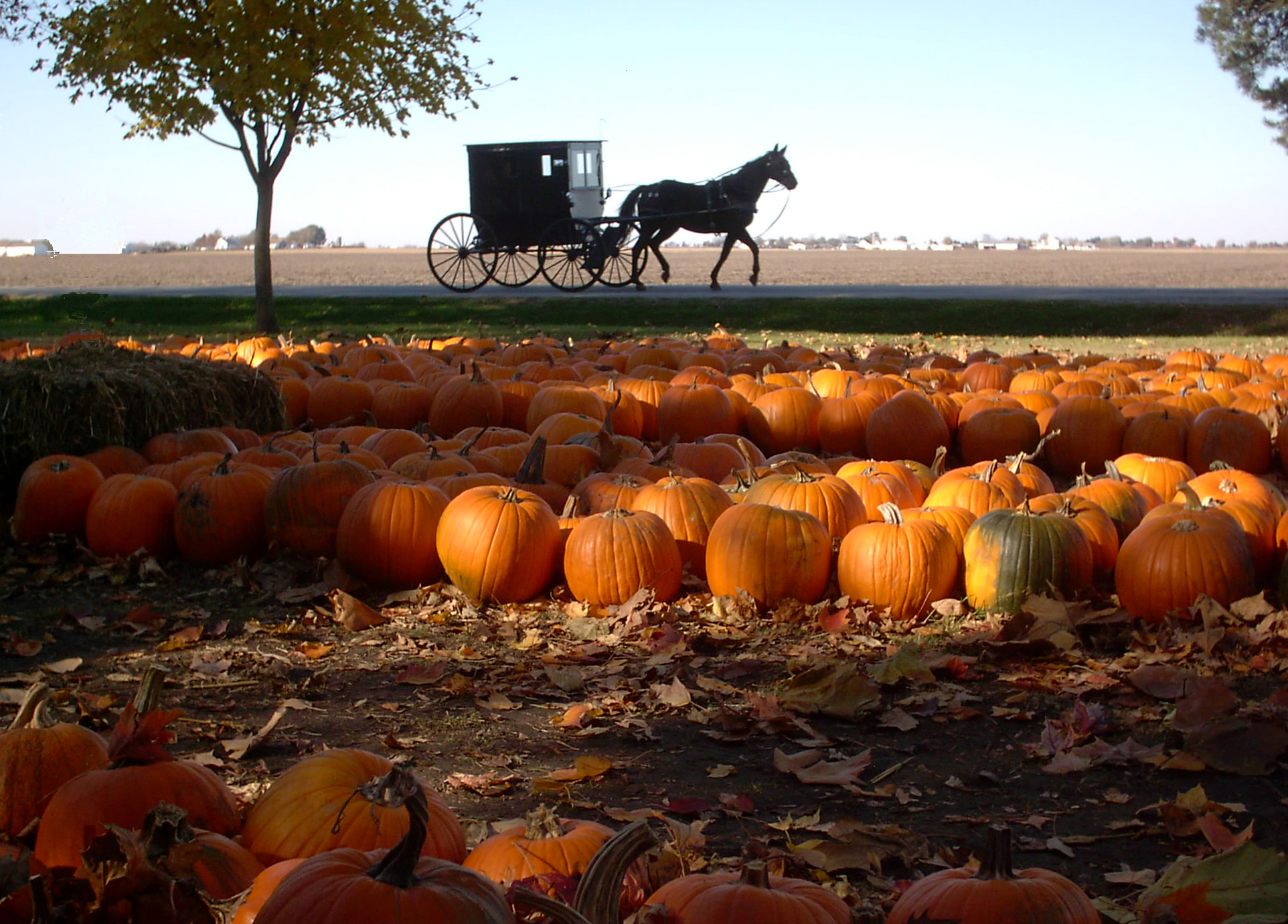 horse and buggy in front of a pumpkin patch