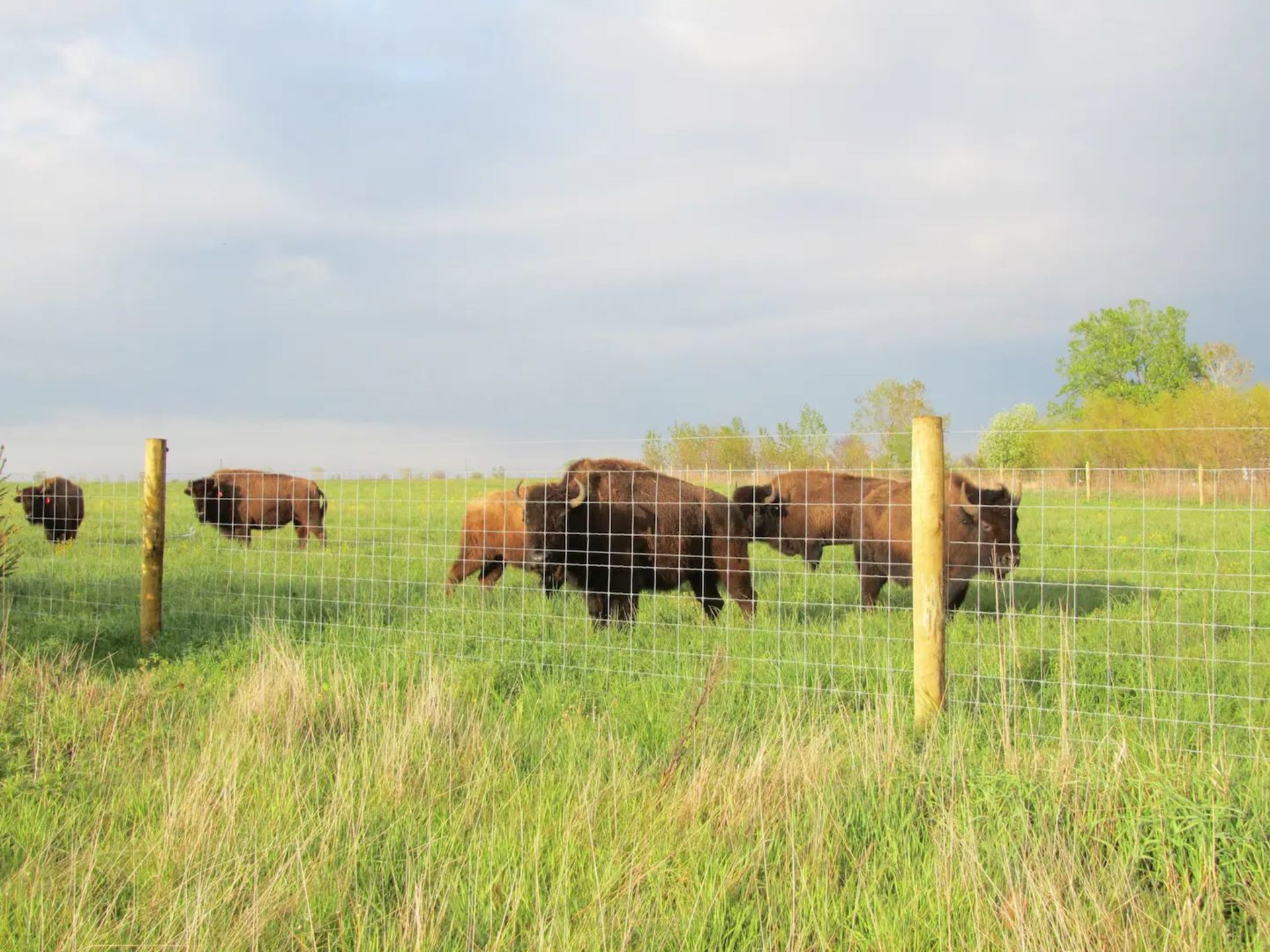 Bison at Prairie Rim Bison Ranch in Villa Grove.