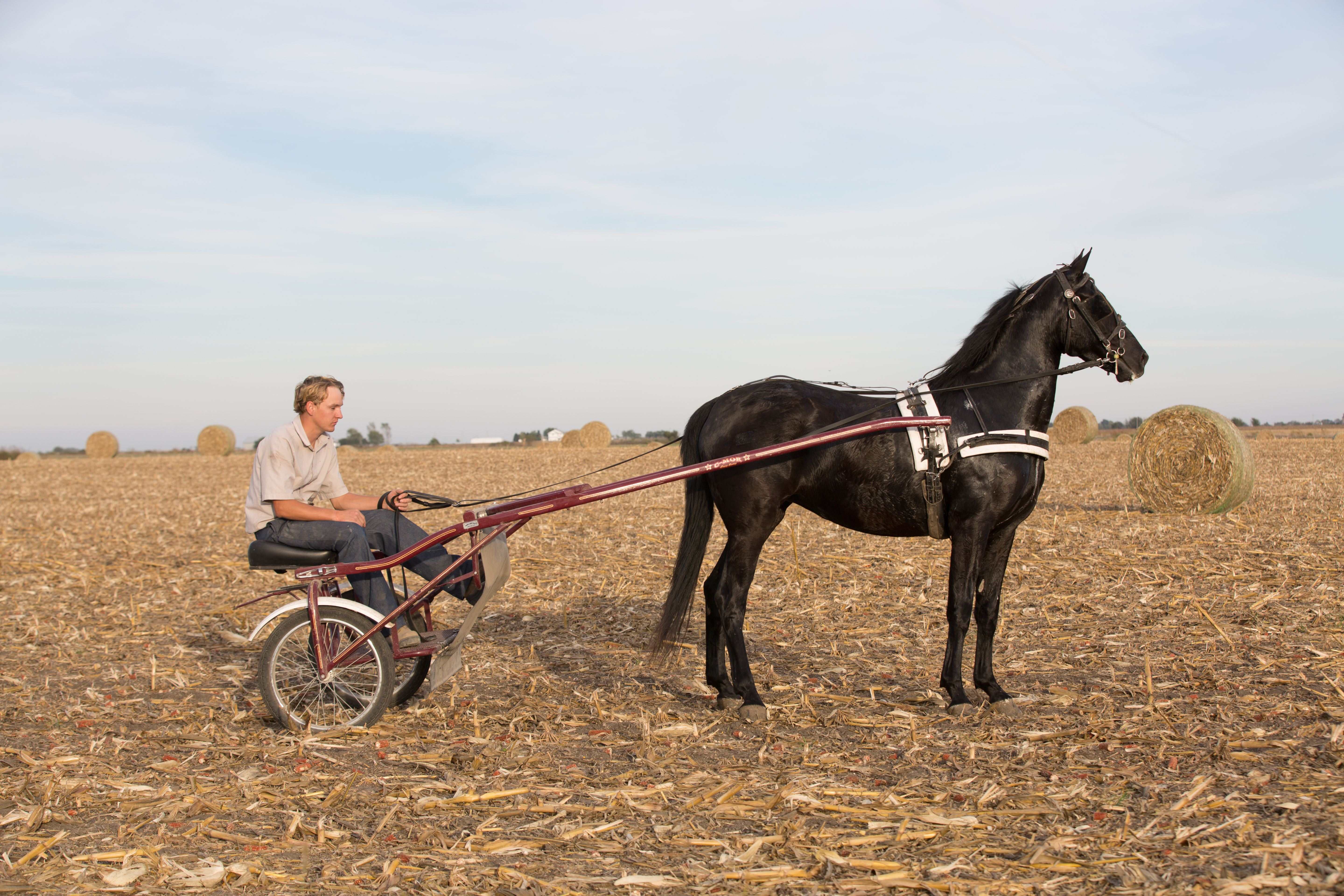black horse pulling a man through a harvested field