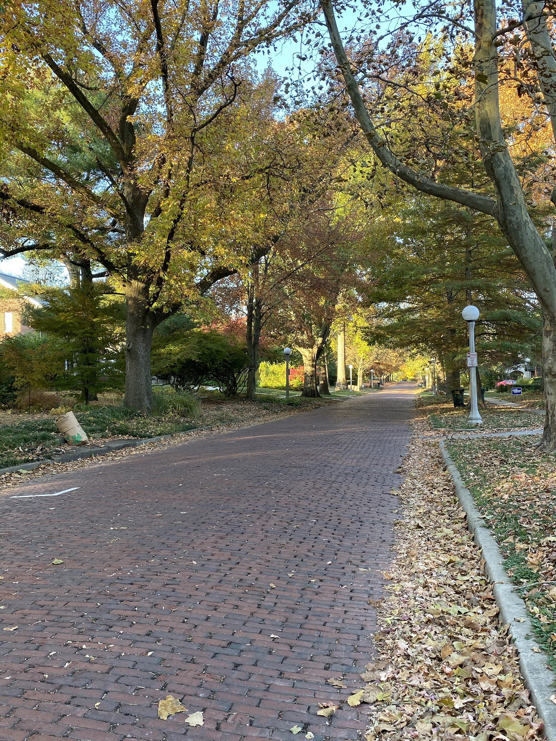 Brick road surrounded by trees