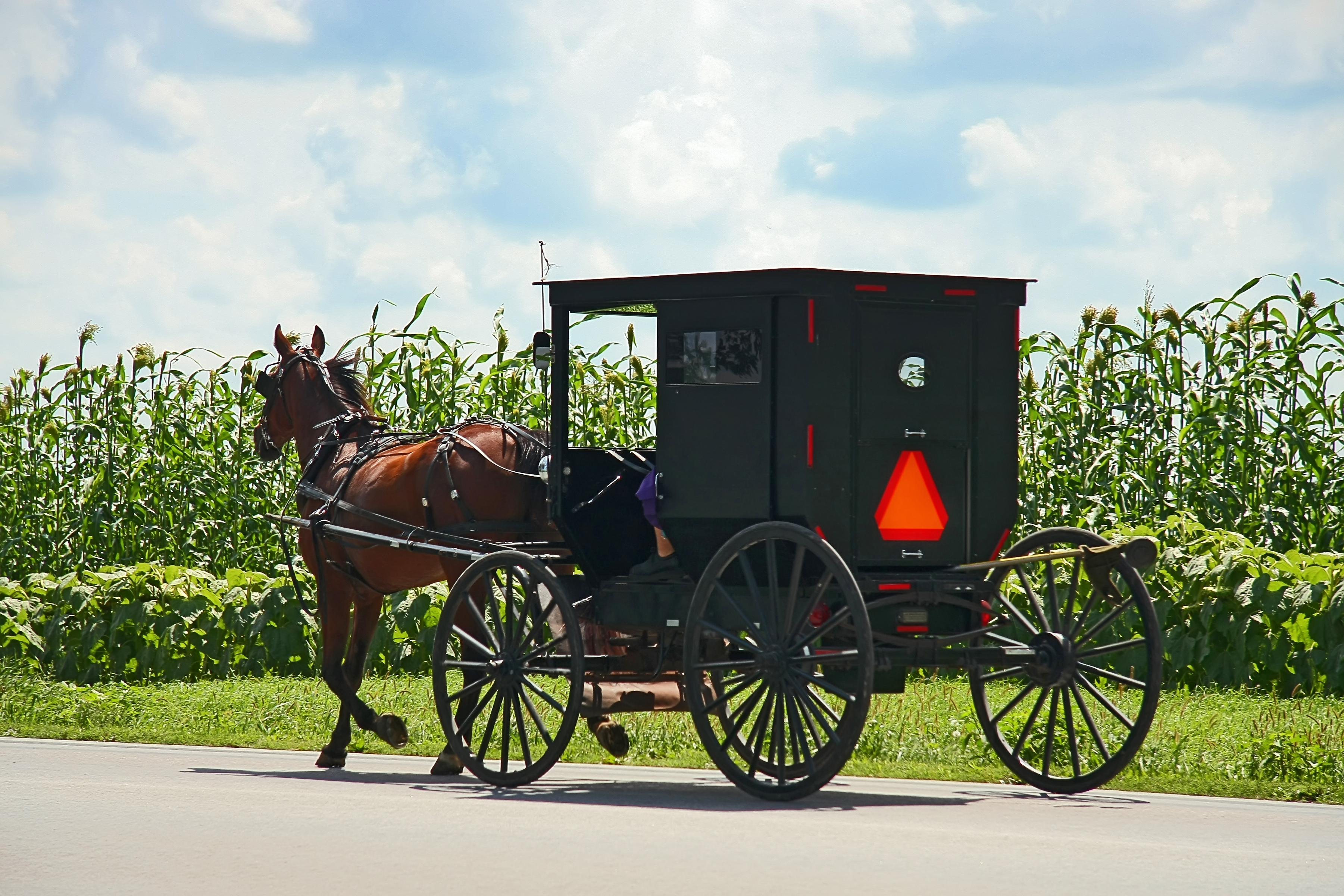 horse with a black buggy on a path through cornfields