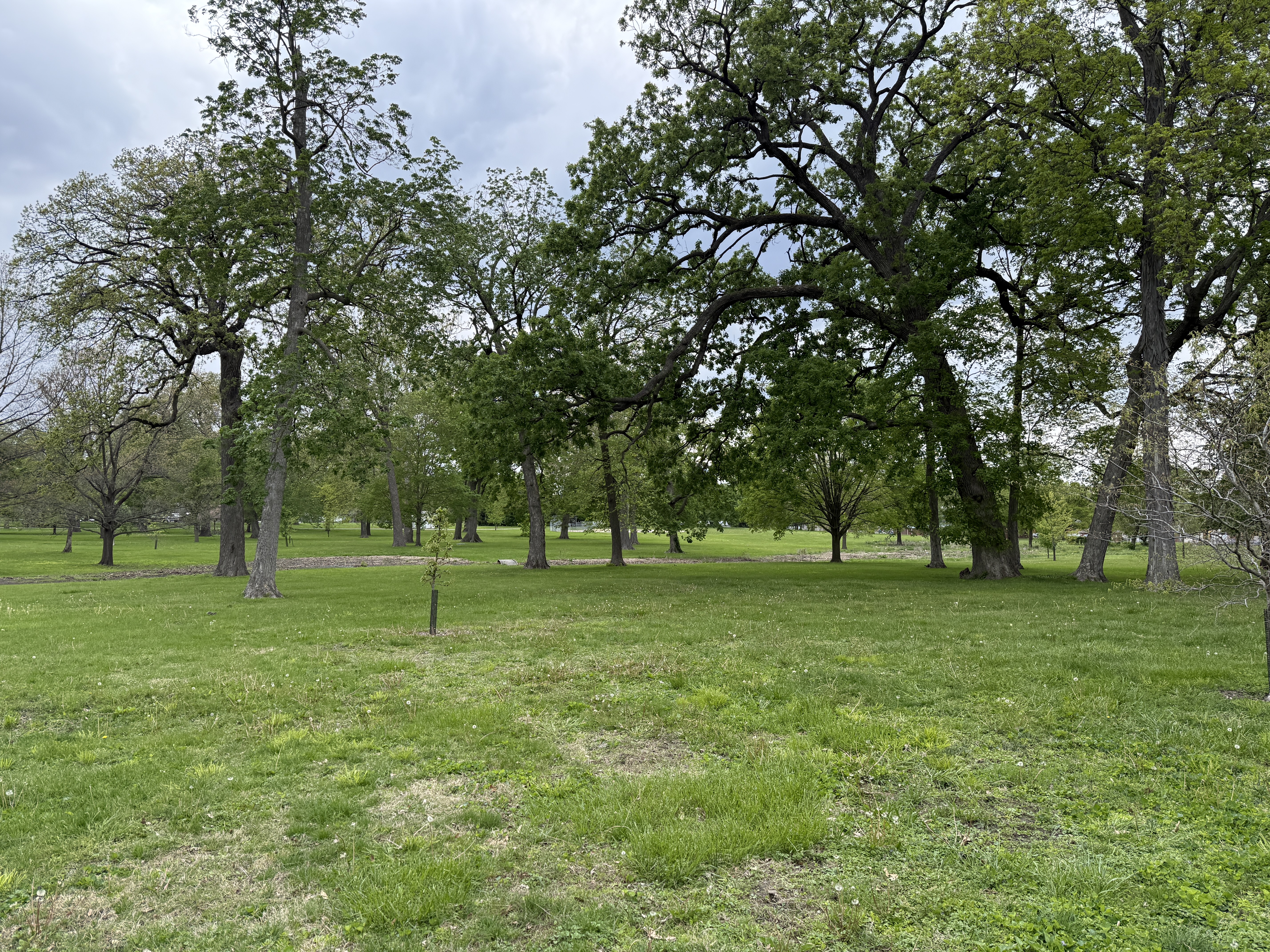grass field with large trees