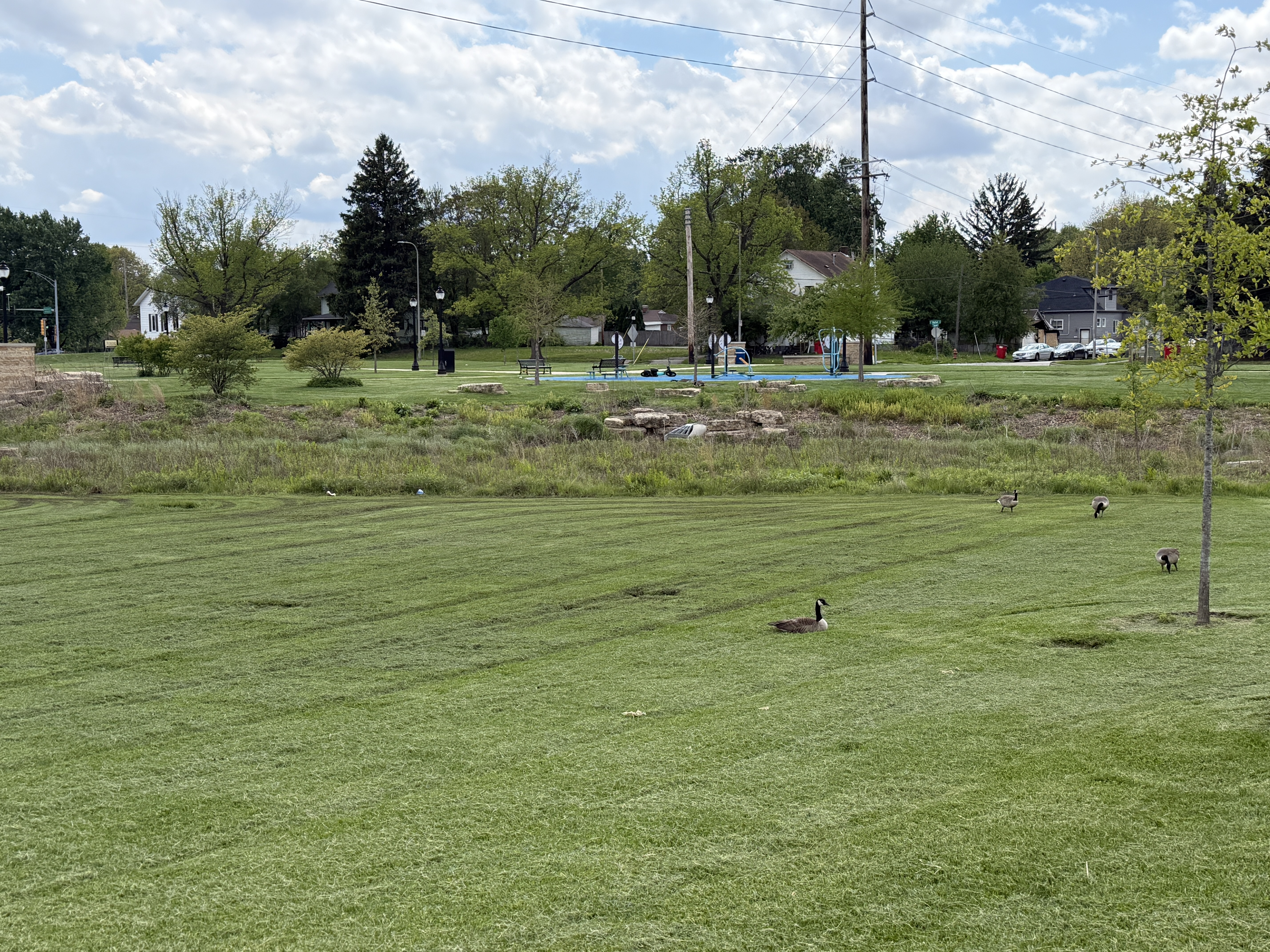 grassy area with trees and the banks of a small creek