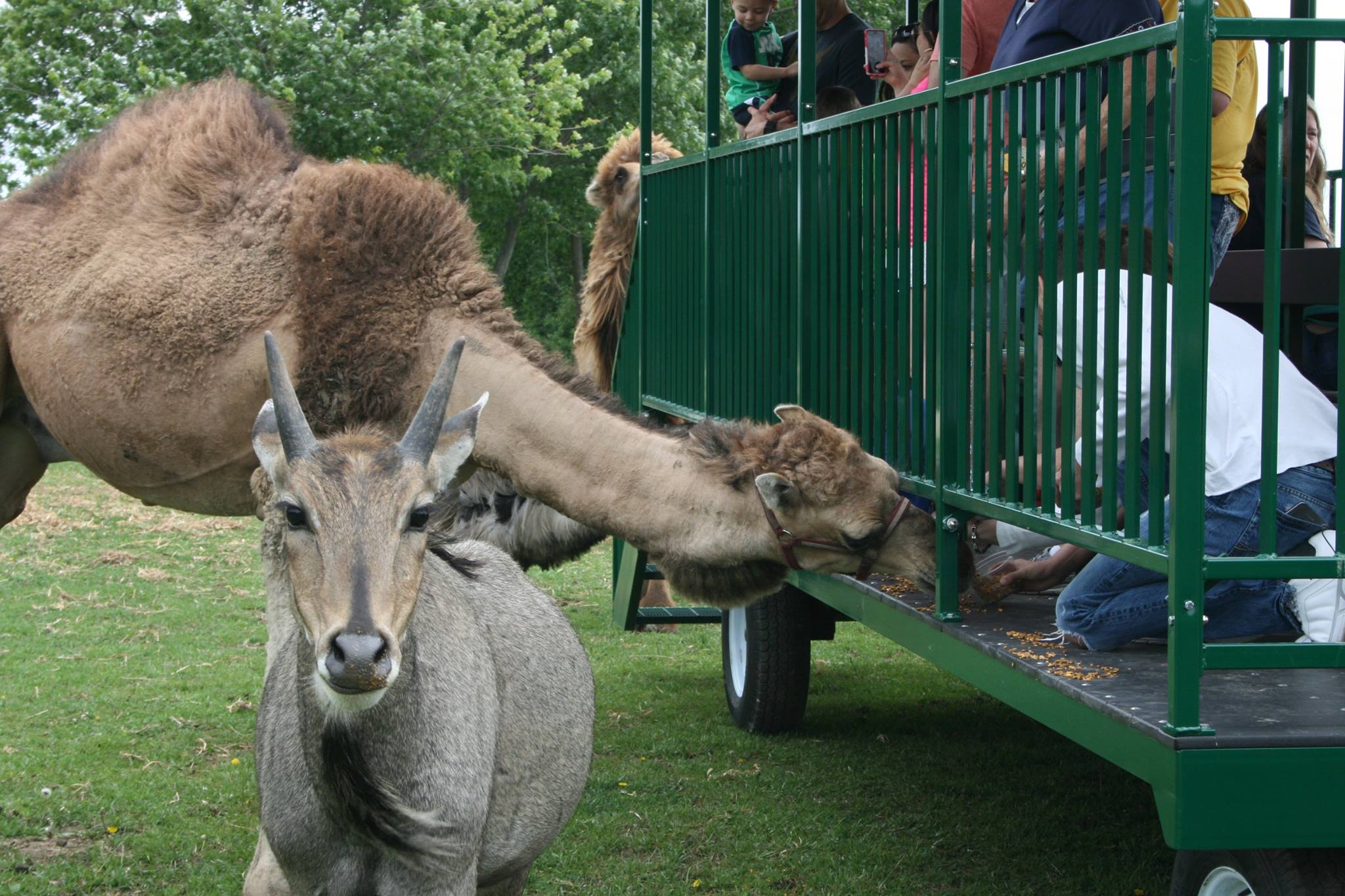 Animals at Aikman Wildlife Adventure in Arcola.