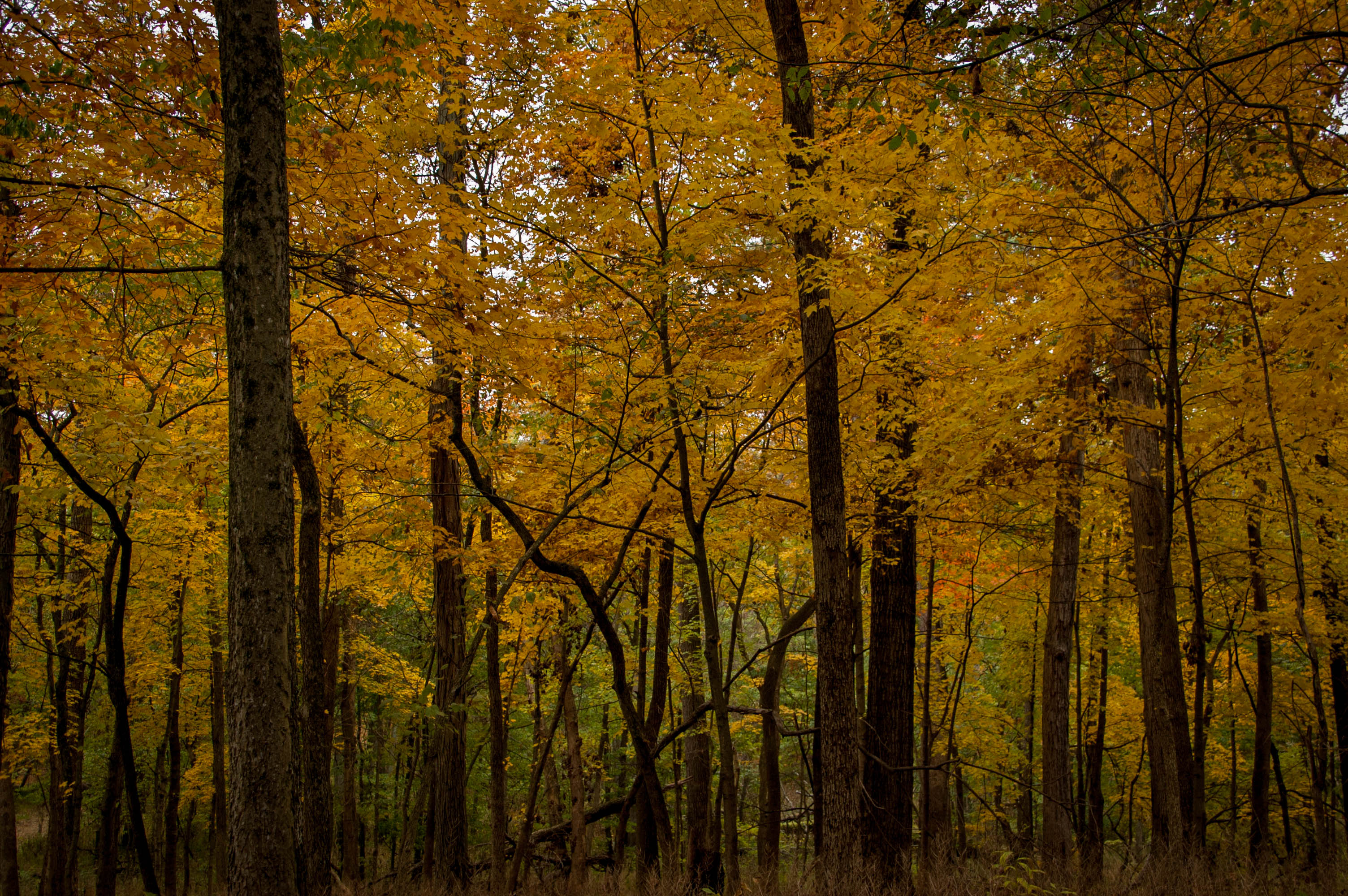 Forested area with yellow leaves in the fall