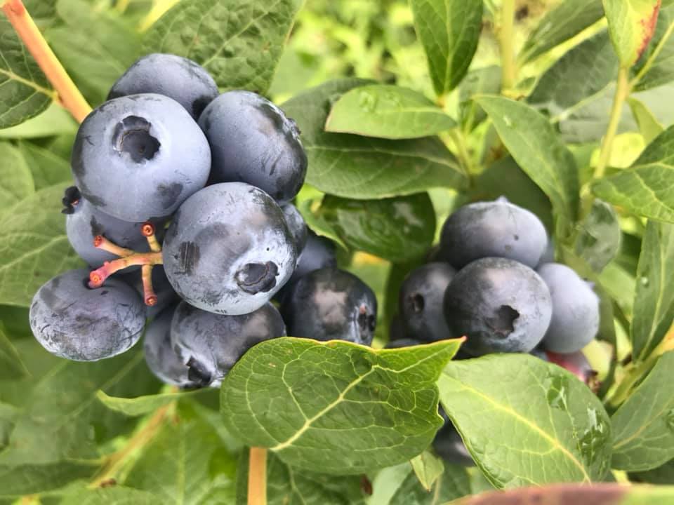 Blueberries from Goosecreek Blueberries in Monticello.