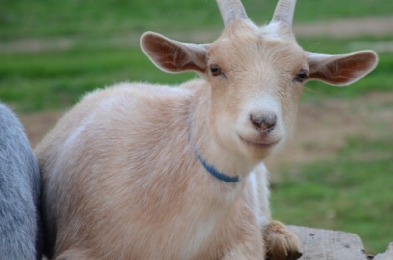 Goat at Green Meadow Farm in Arthur.