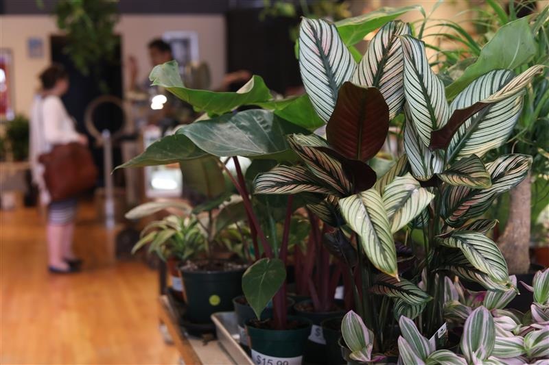Store view of Plant Mode in Downtown Champaign.