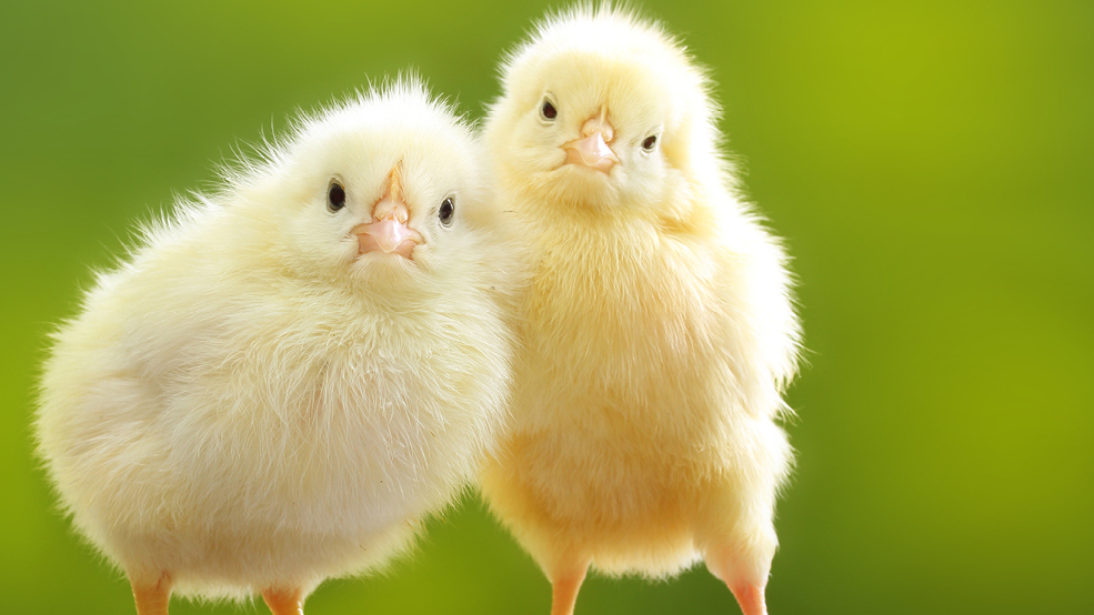 Two fluffy yellow chicks against a green background