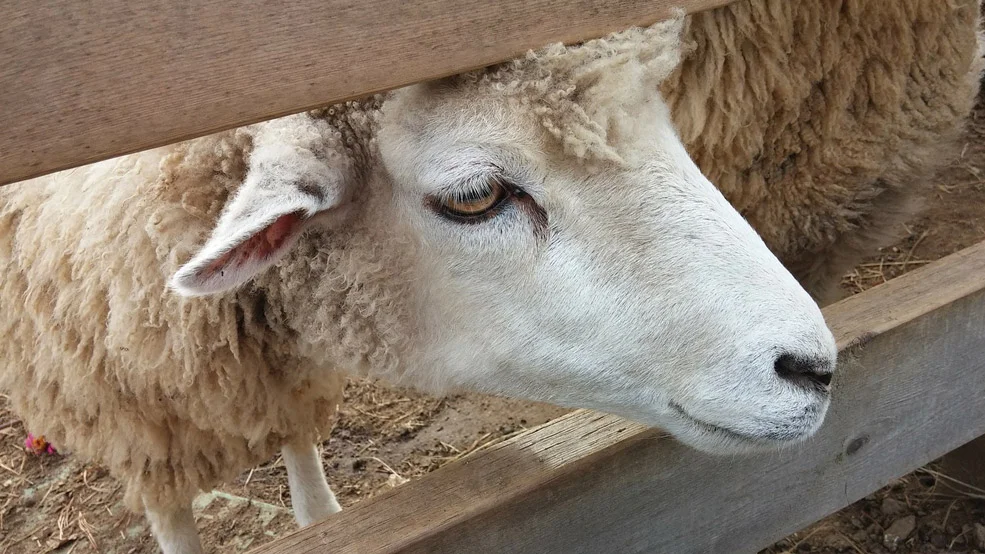 Ottawa Valley Farm Show