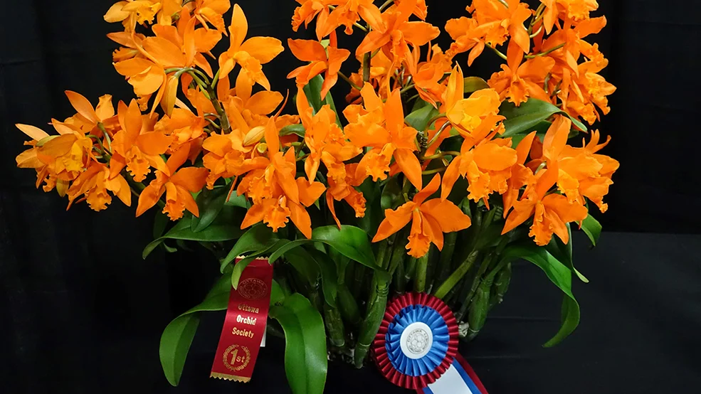 Orchidophilia - Ottawa Orchid Show