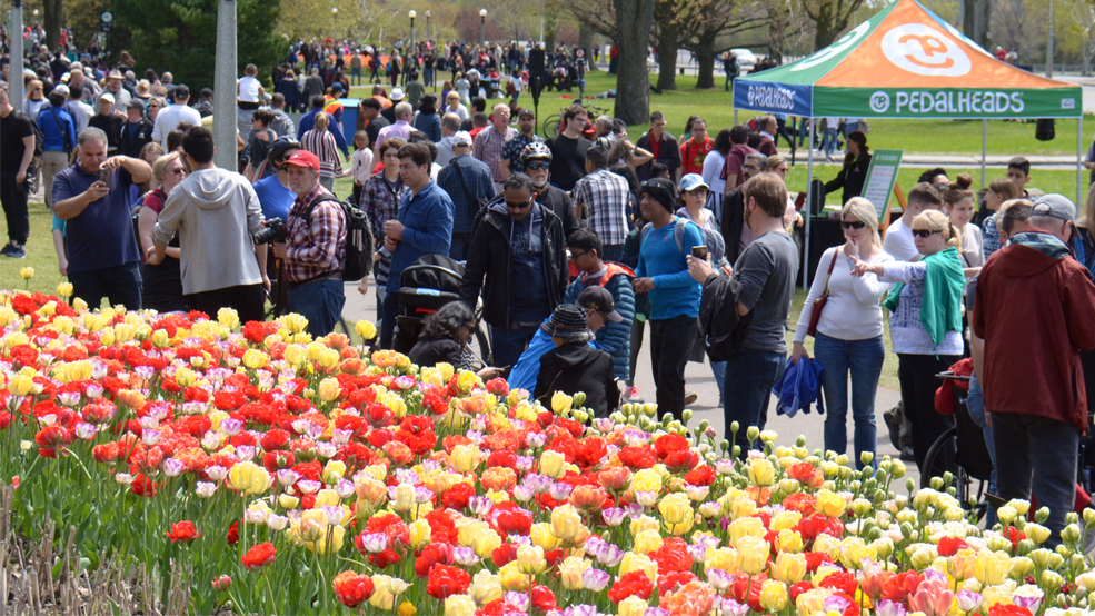Canadian Tulip Festival