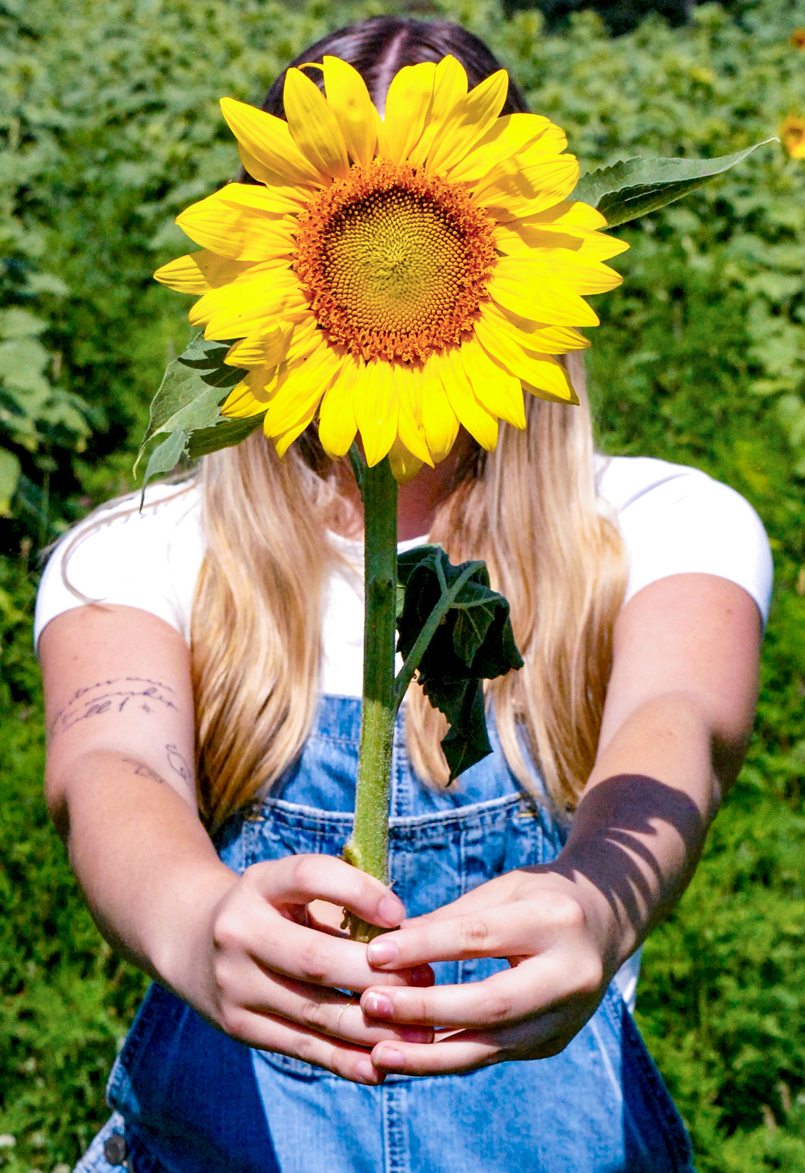 Sunflower Festival