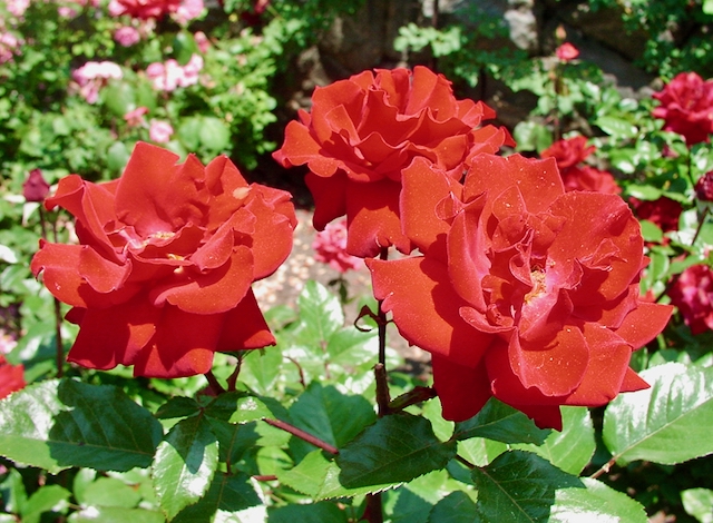 Southern Butler County Garden Club’s 18th Annual Garden Tour