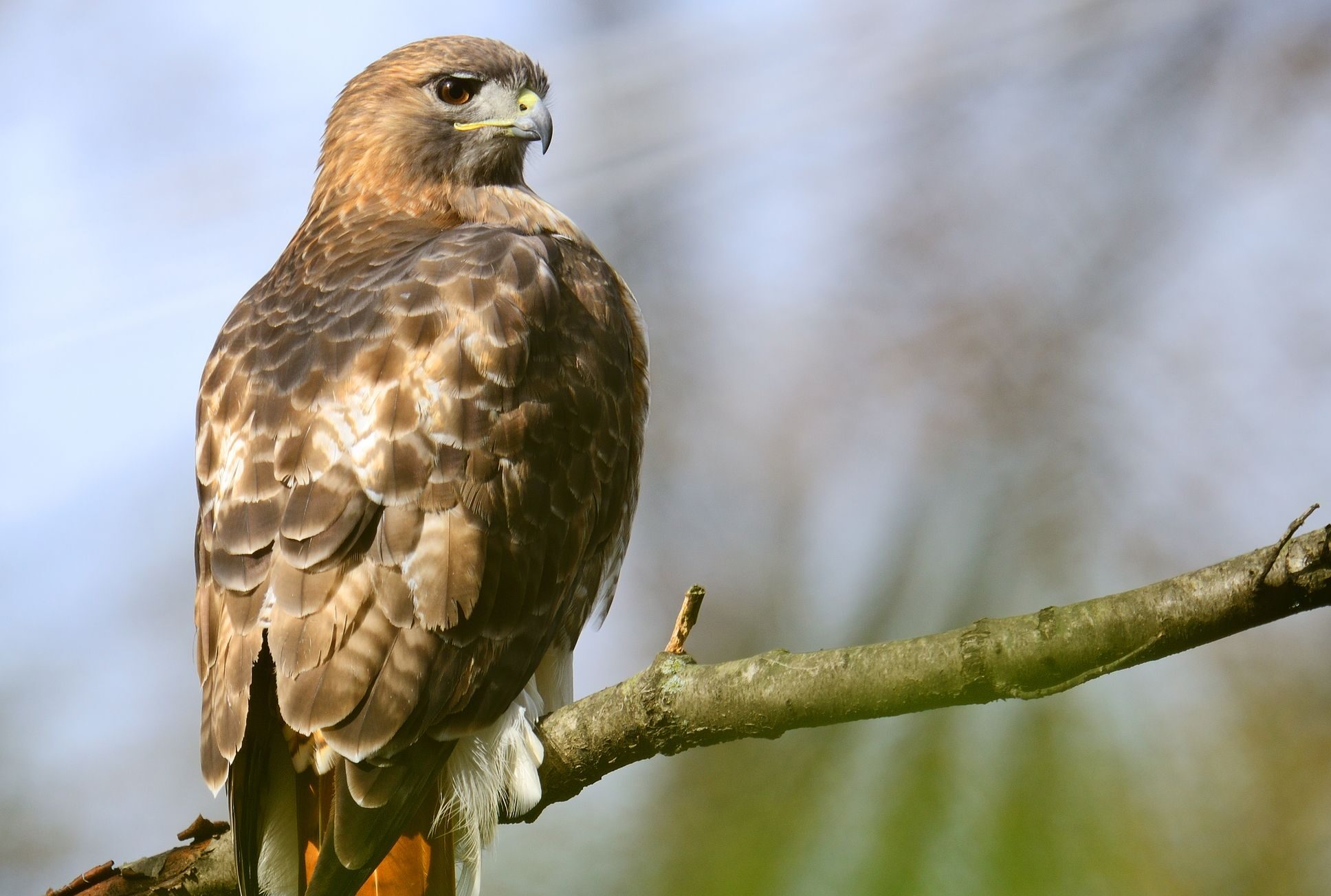 Birding for Beginners