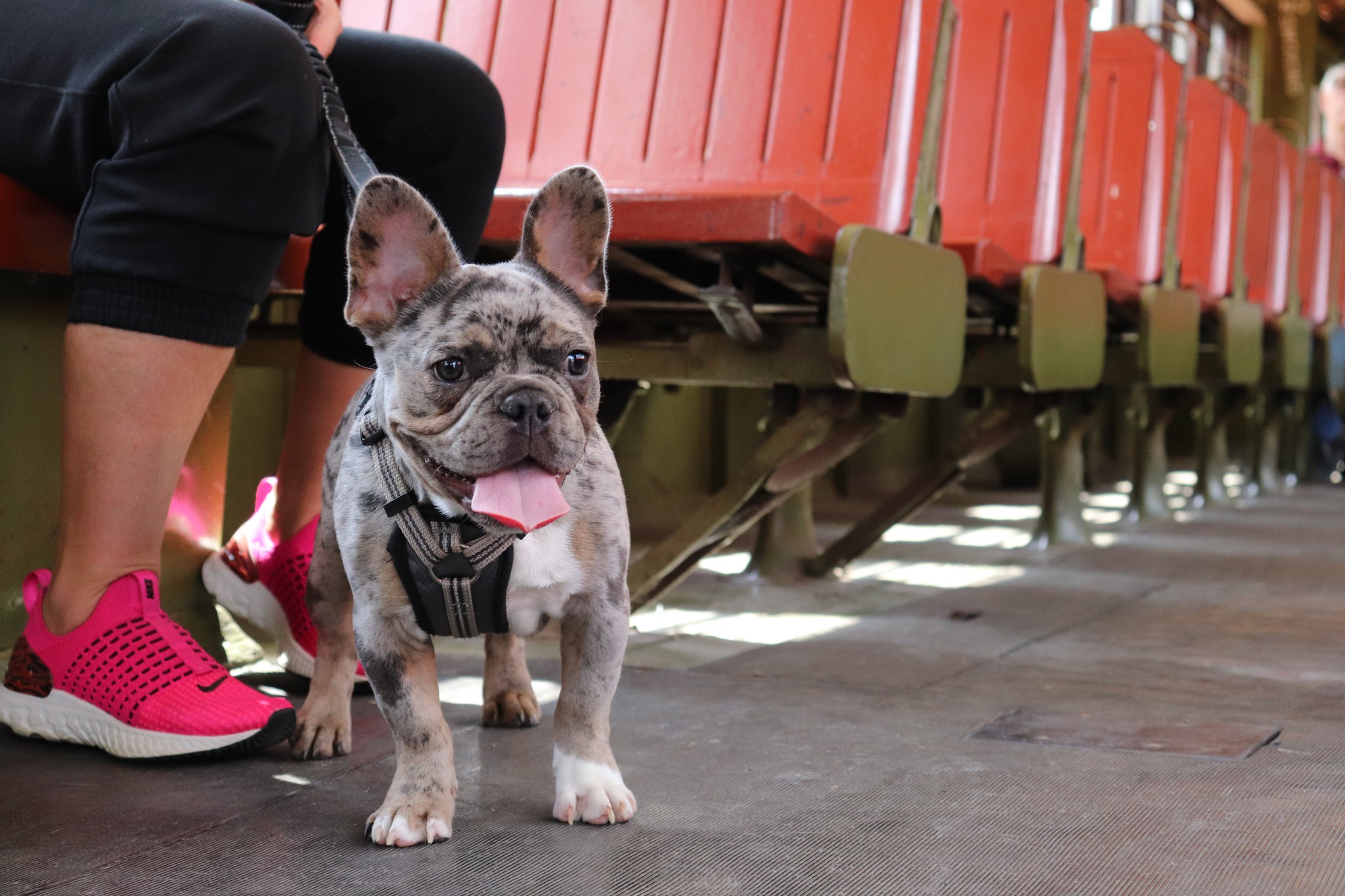 Dog Day at the Museum