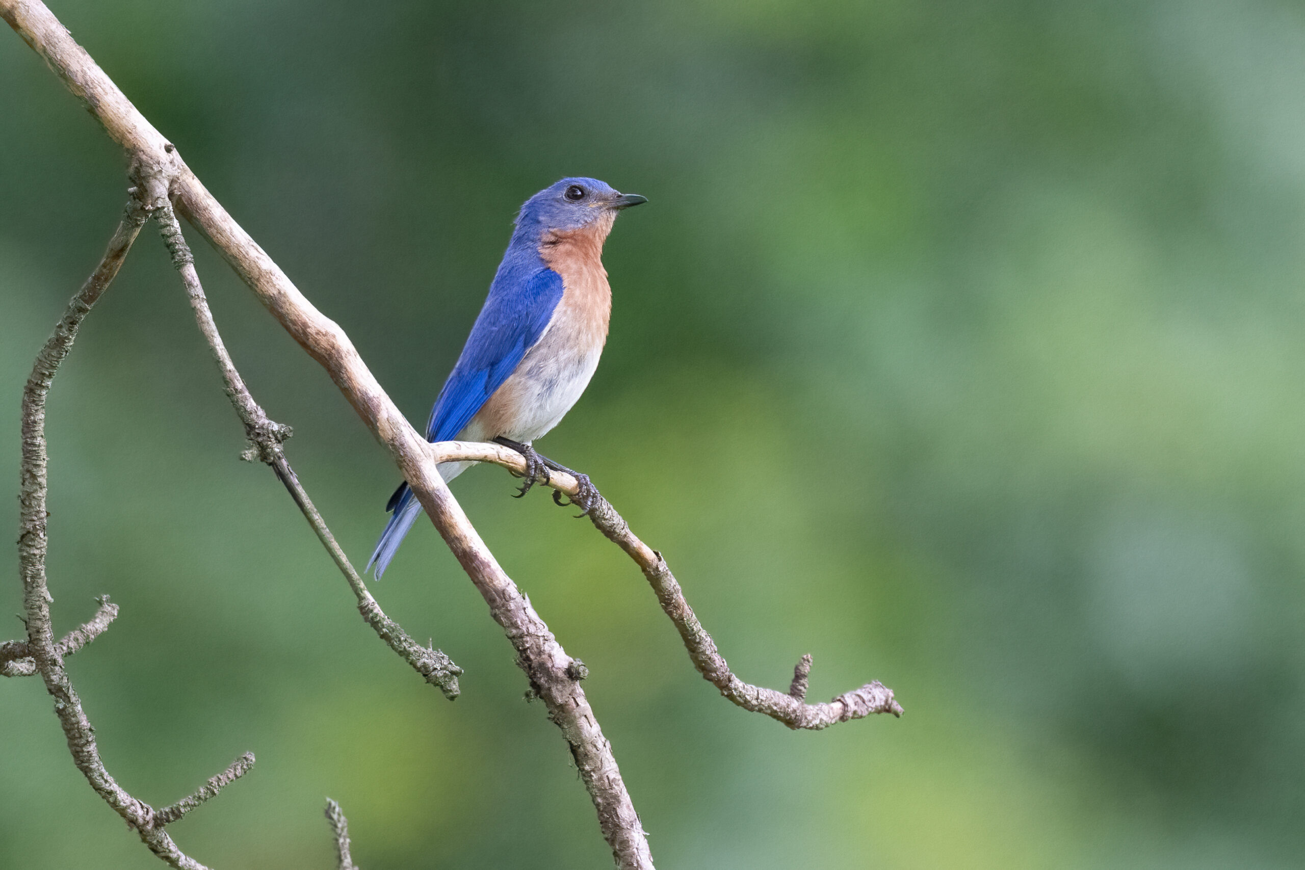 Species Spotlight: Southwestern Pennsylvania Birds