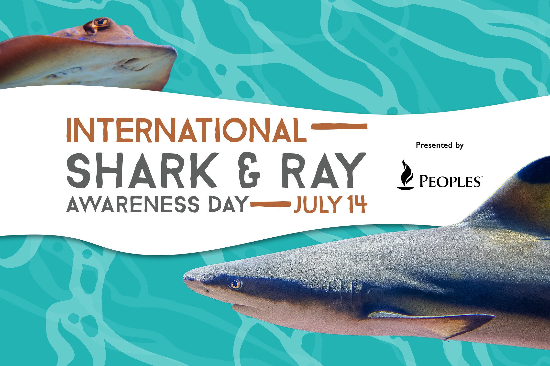 International Shark & Ray Awareness Day