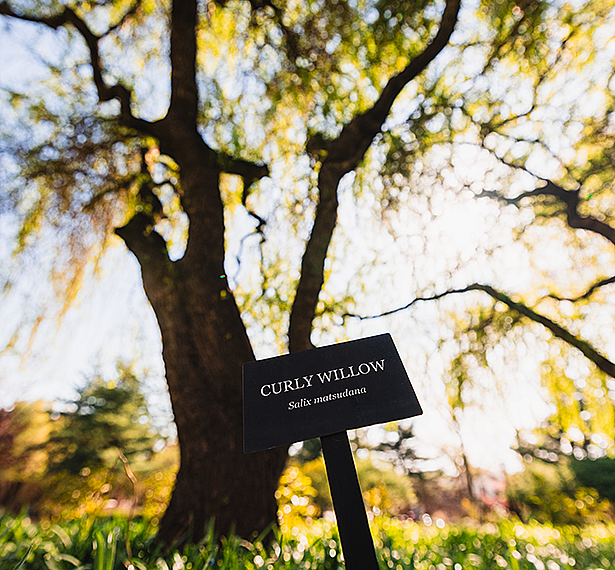 Frick Gardens Tree Walk