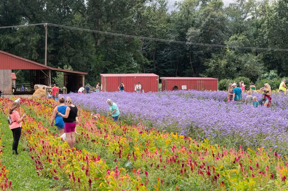 Freedom Farms Wildflower Festival