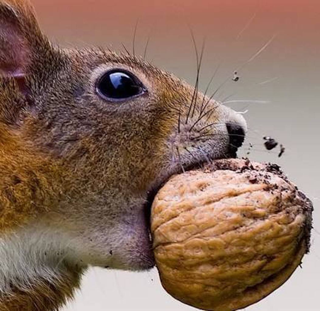 Nut House Trading Post Visit NC Smokies