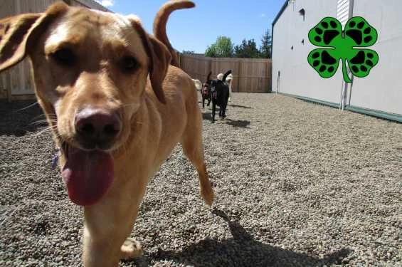Lucky Pawz - Iowa City