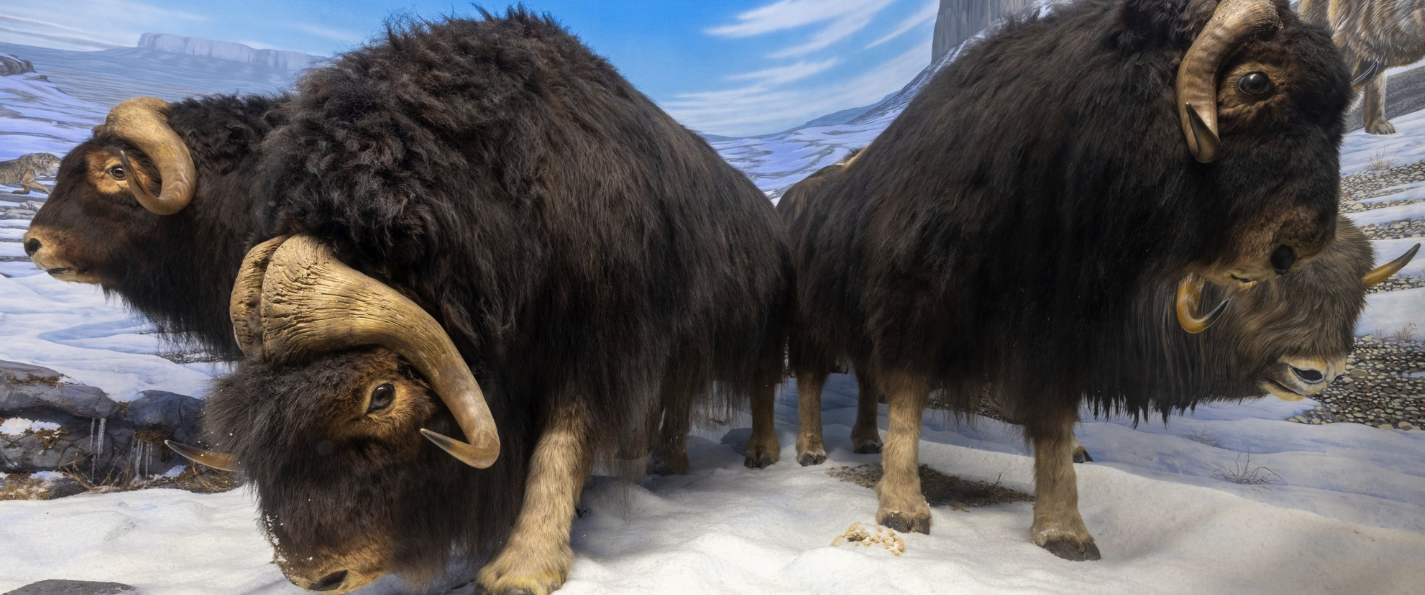Museum of Natural History