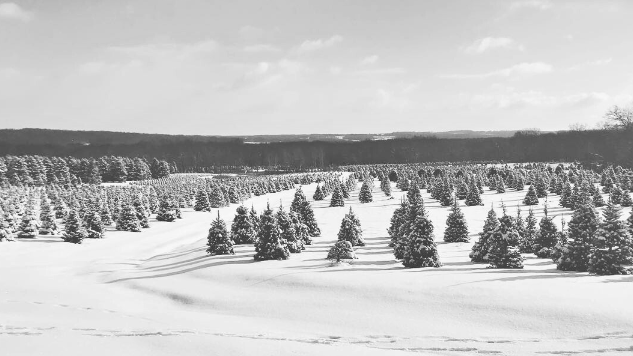 Storeyland Christmas Tree Farm