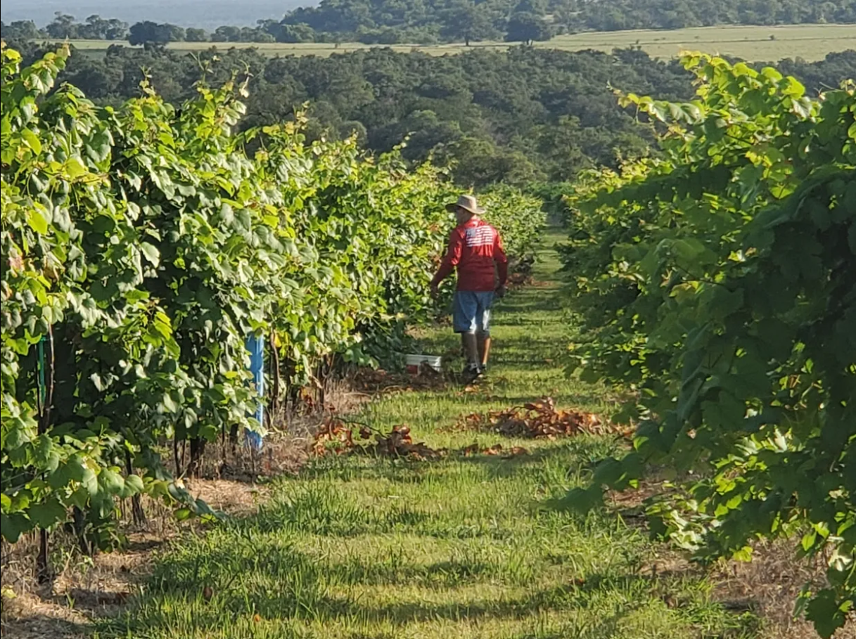 Vineyard Stroll