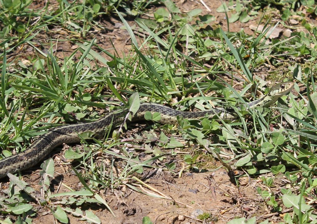 Fact or Fiction Snake Edition