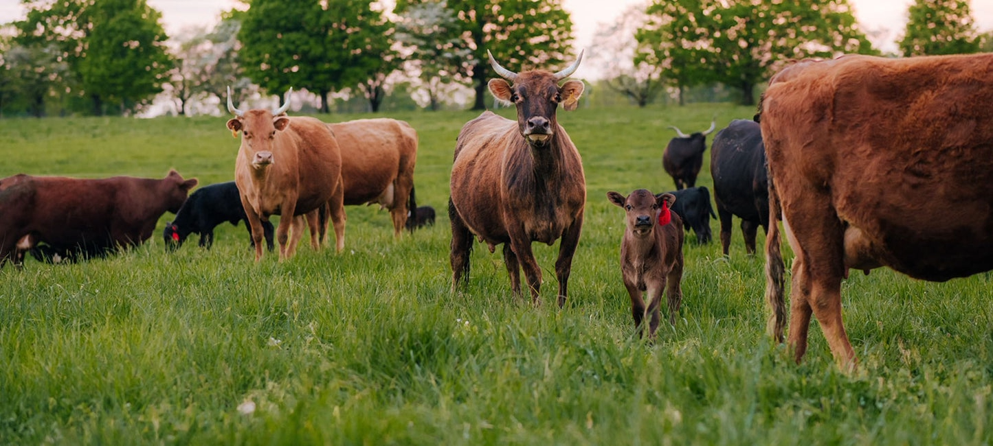 78 Social Keynotes: Foxhollow Farm