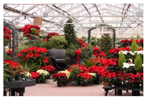 K&W Greenery Sleigh